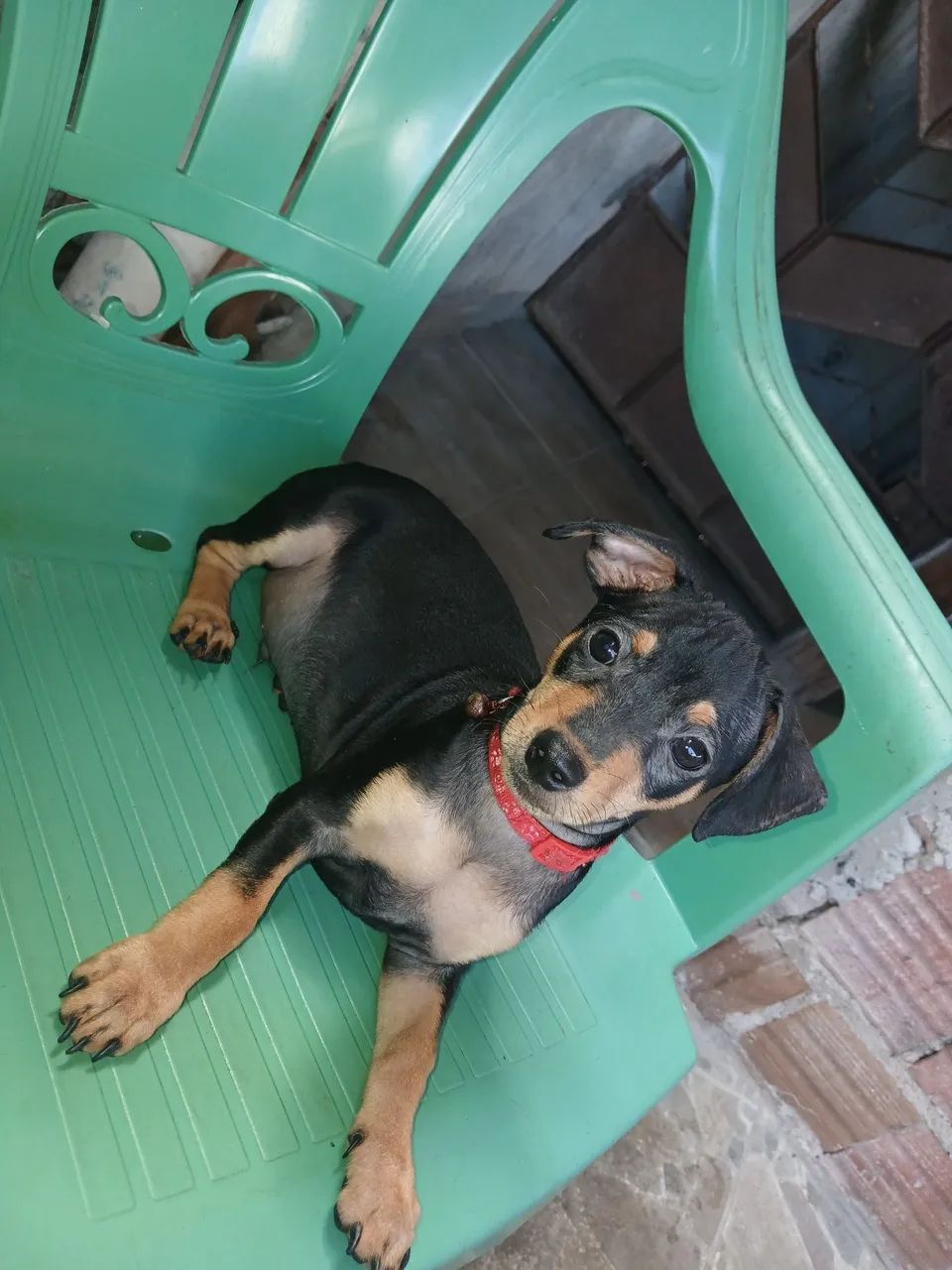 Pinscher macho n° 2  - Foto 3