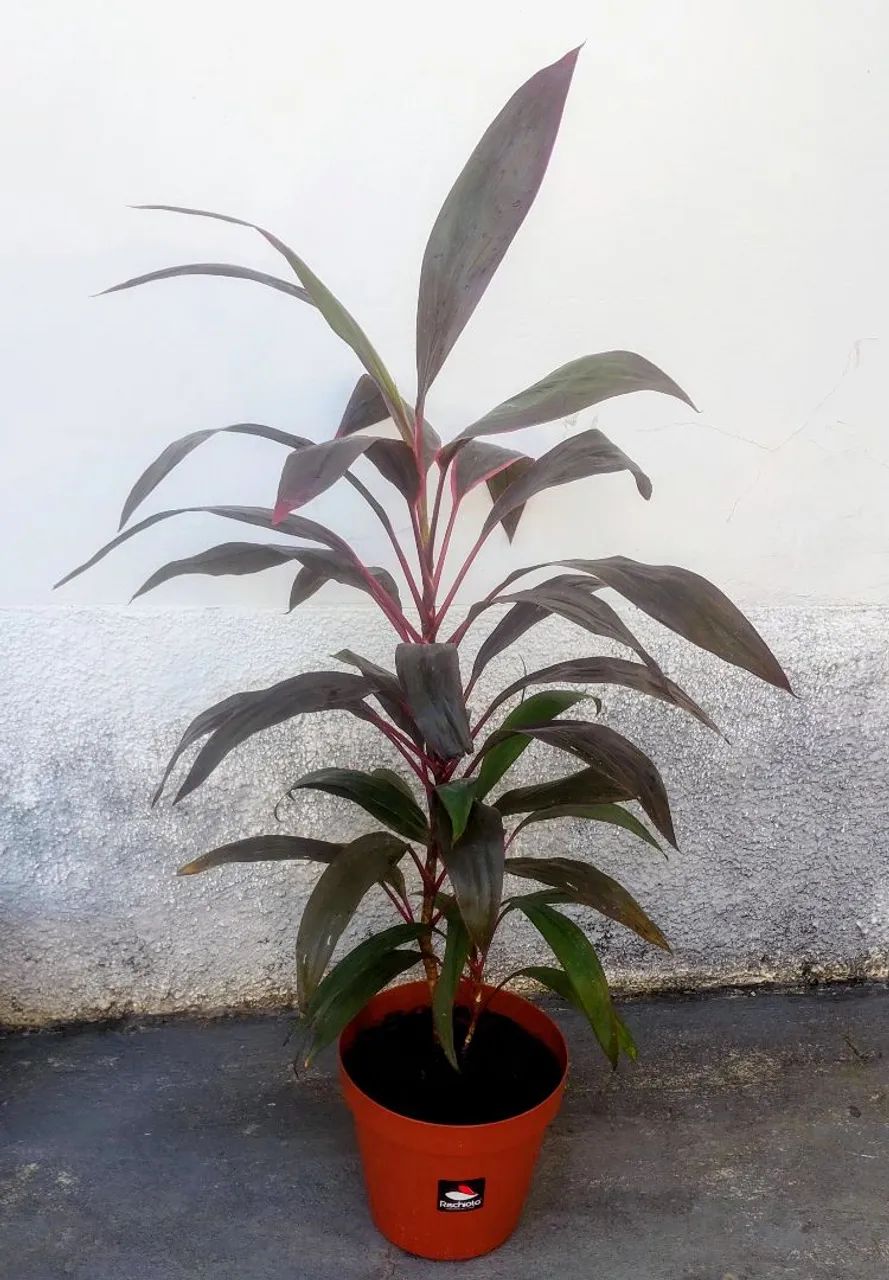Vendo  - Foto 2