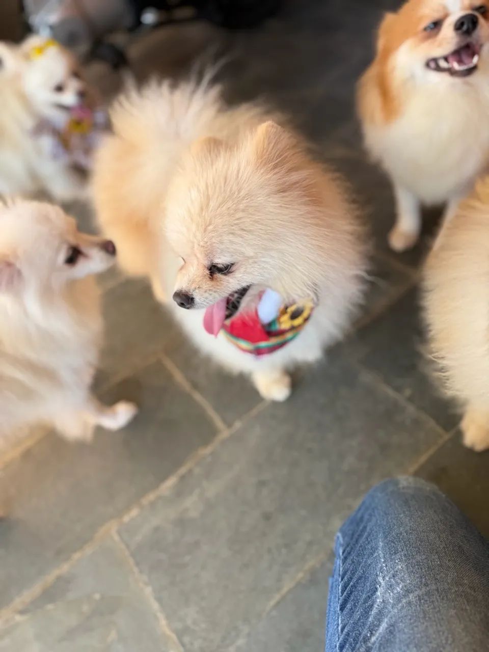 Spitz Alemão  - Foto 2