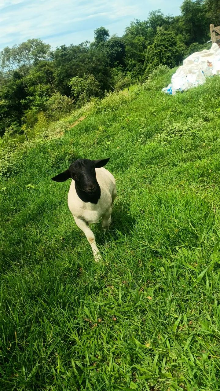 Caneiro reprodutor  - Foto 2