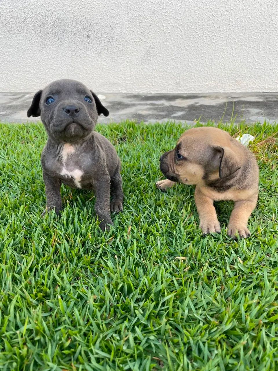 Filhotes de Pitbull com Pit Monster  - Foto 2