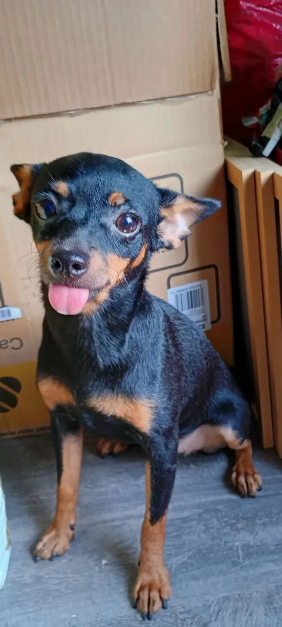 Pinscher fêmea 