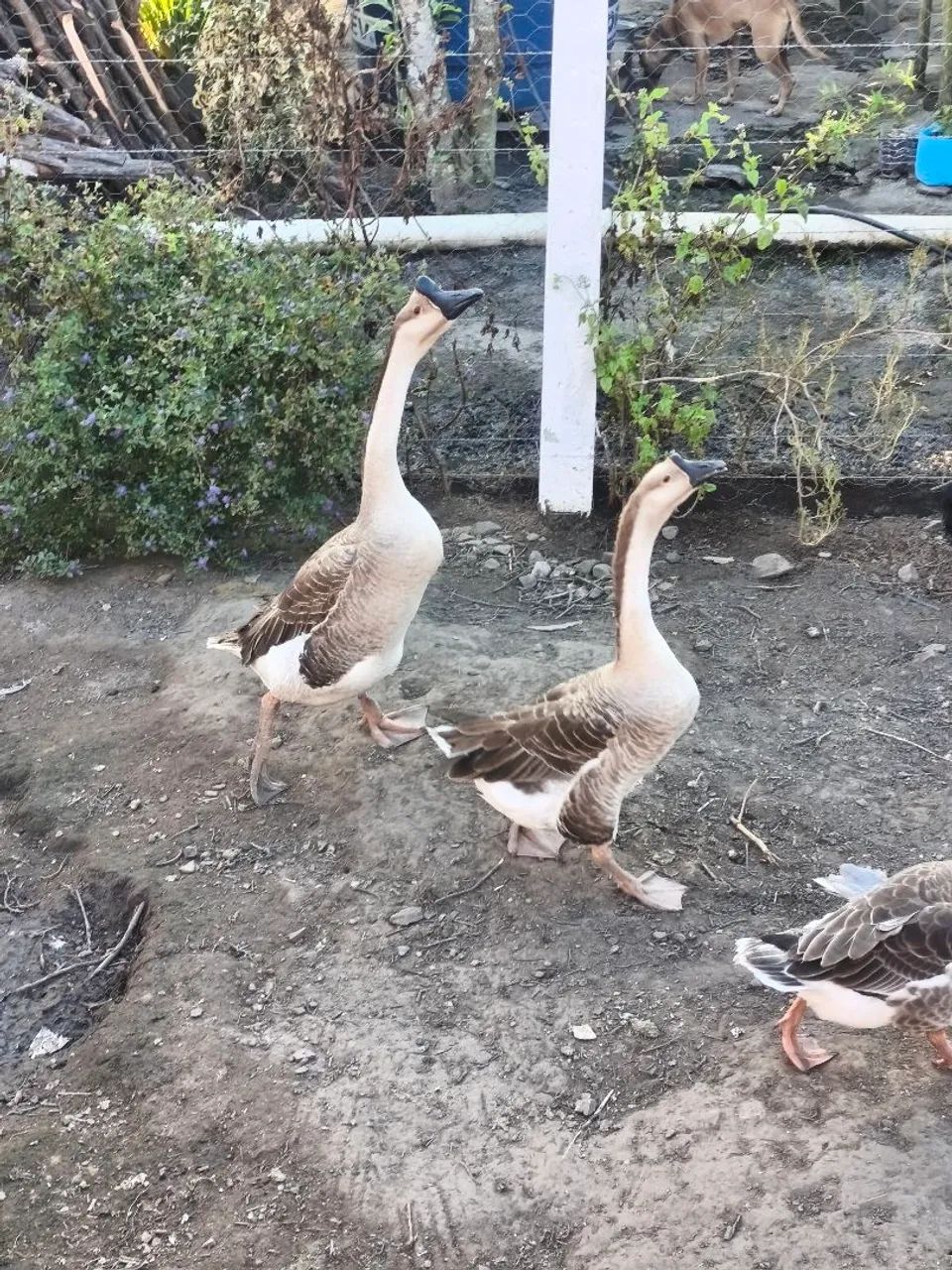 Casais de gansos  - Foto 4