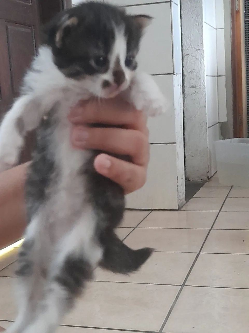 Estou doando uma gata filhote fêmeas- Adoção Responsável  (Jaboatão Centro) - Foto 3