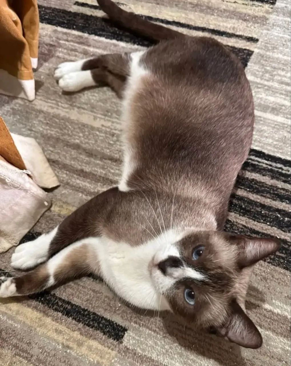 Gata para Adoção  - Foto 2