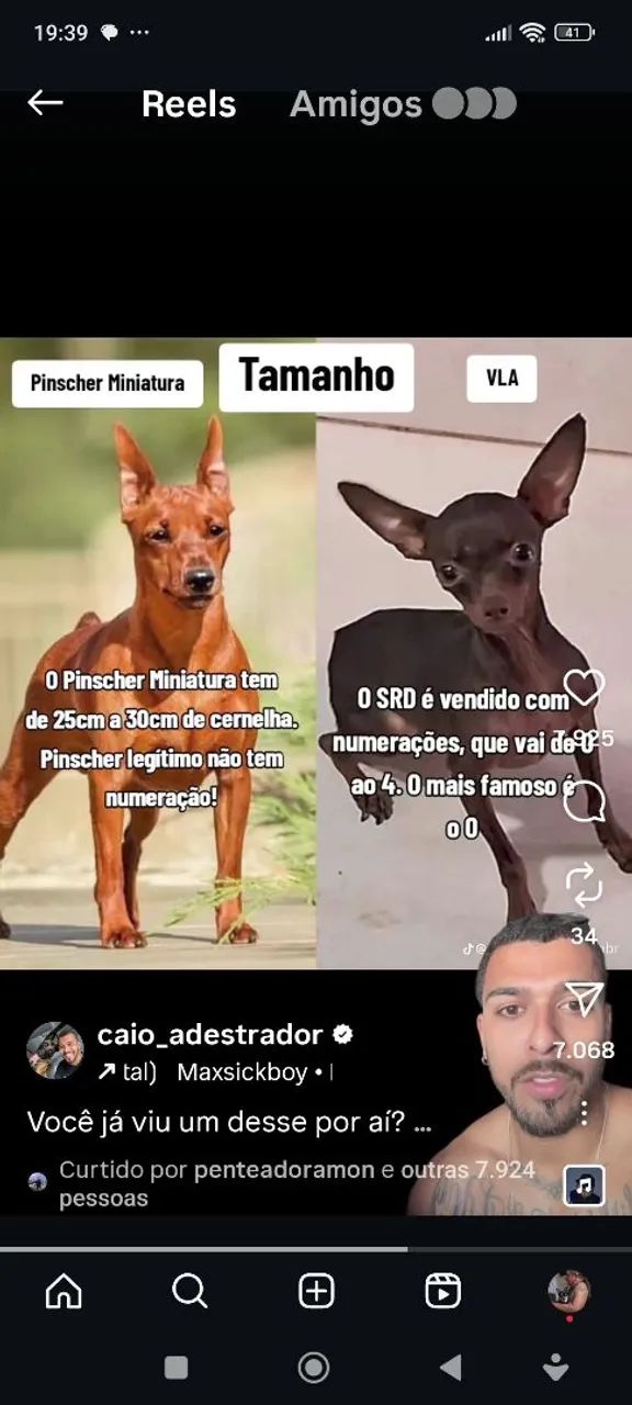 Filhotes MACHOS .  - Foto 4