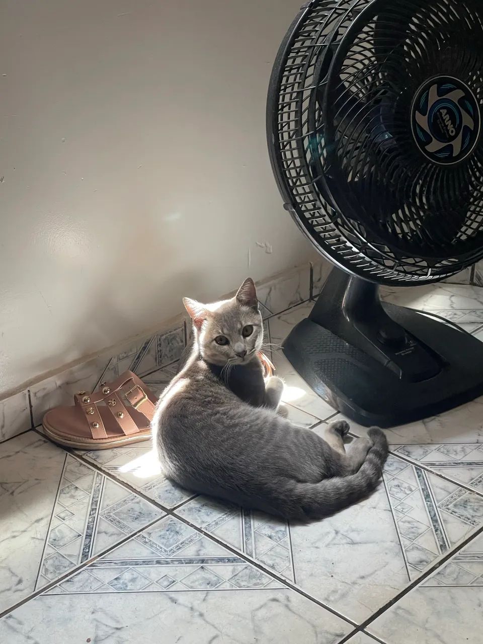 Doa-se gato - Foto 4