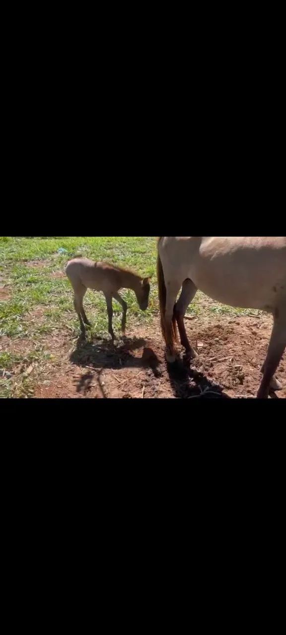 Vendo égua com potra  - Foto 4