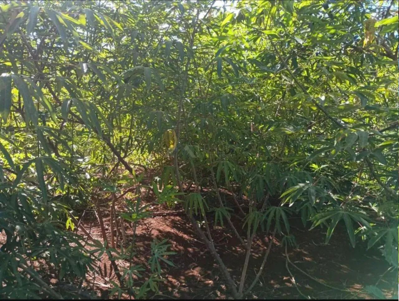 Chácara à Venda Excelente Oportunidade<br> - Foto 5