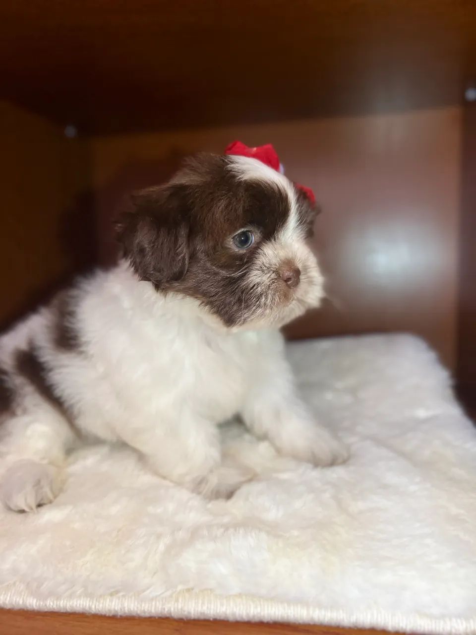 Filhotes shihtzu  - Foto 2