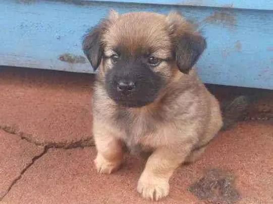poodle  x york so 350 pequenos  e peludos - Foto 4