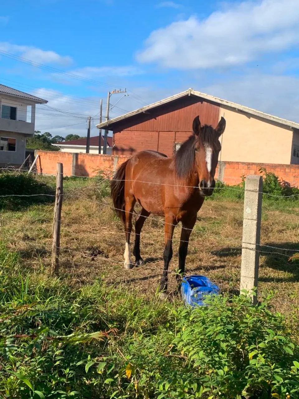 Cavalo mangalarga  - Foto 2