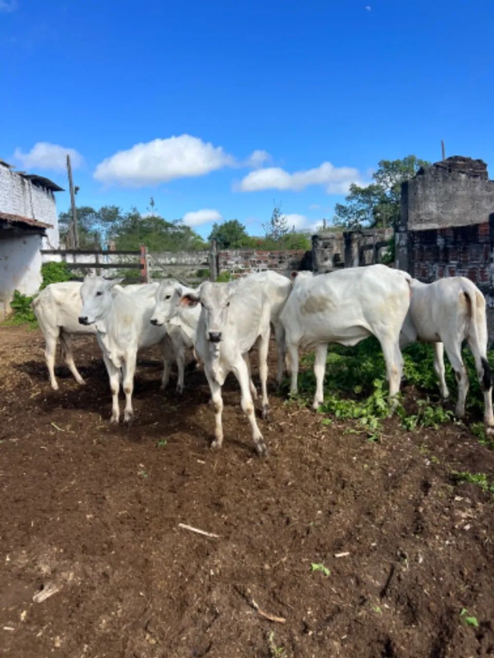 11 Bezerras e Novilhas - Foto 2