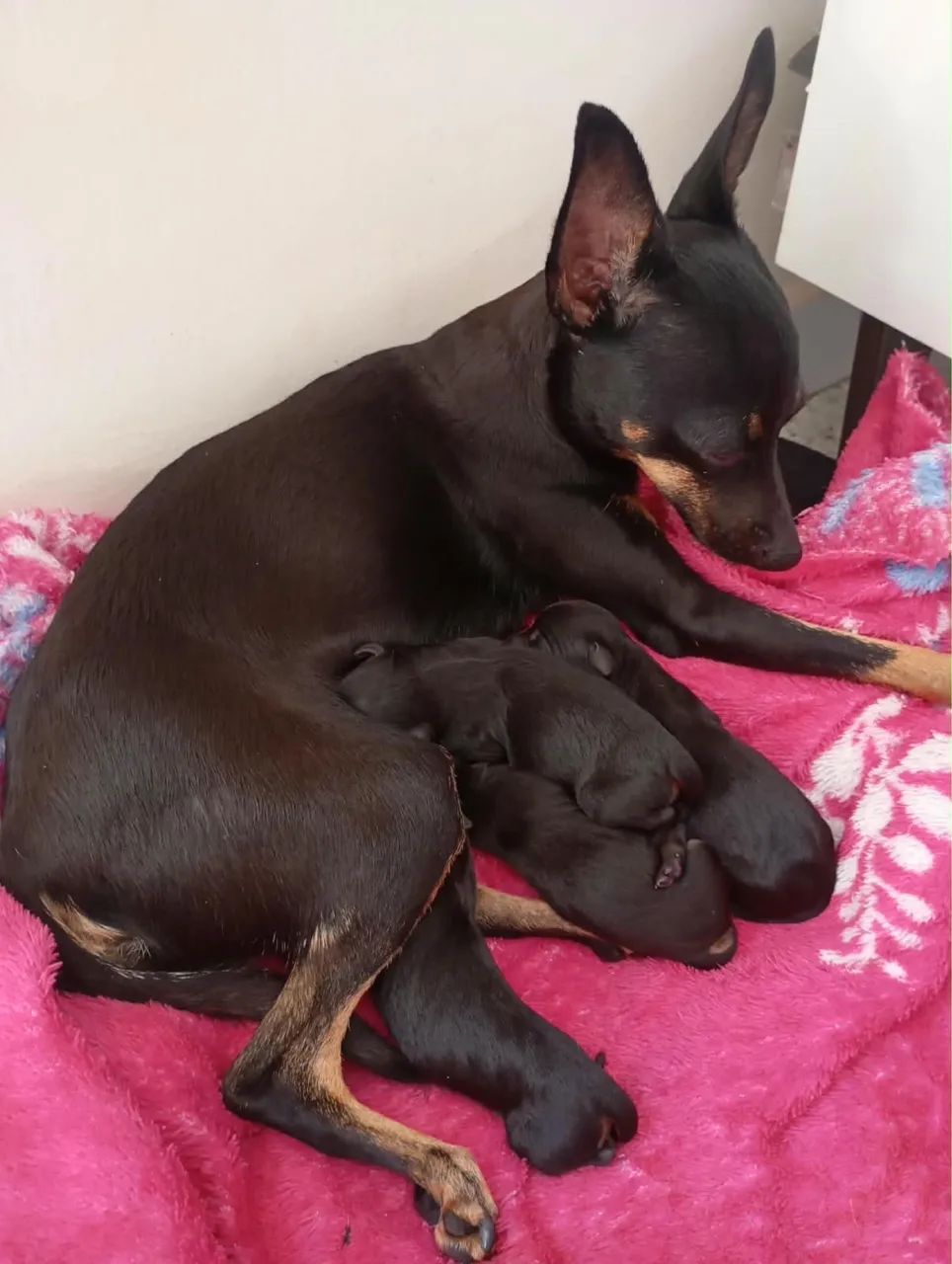 Vendo Pinscher - Foto 2