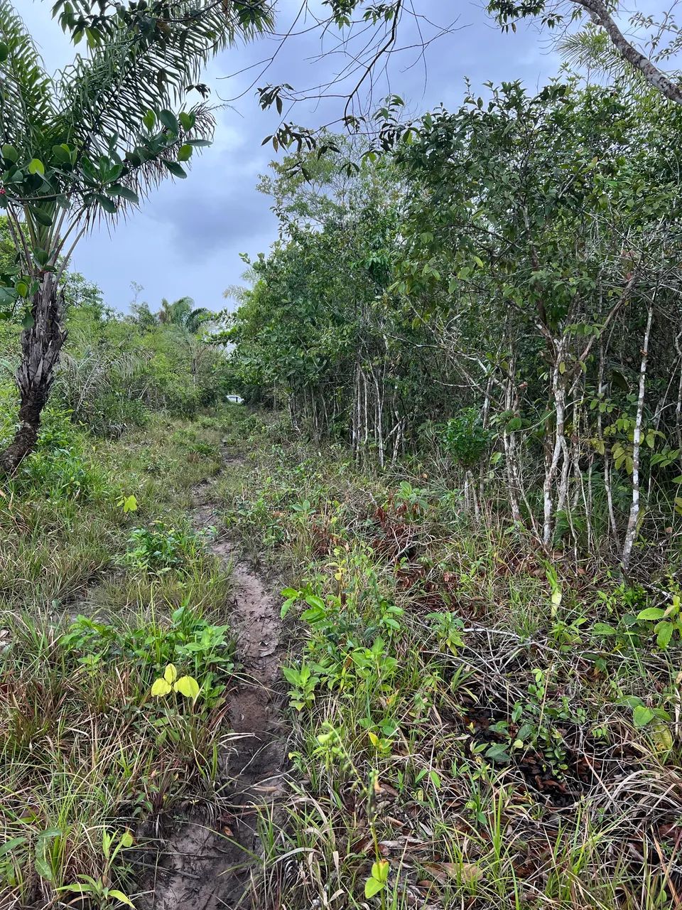 Vendo terreno em Bacabeira - MA