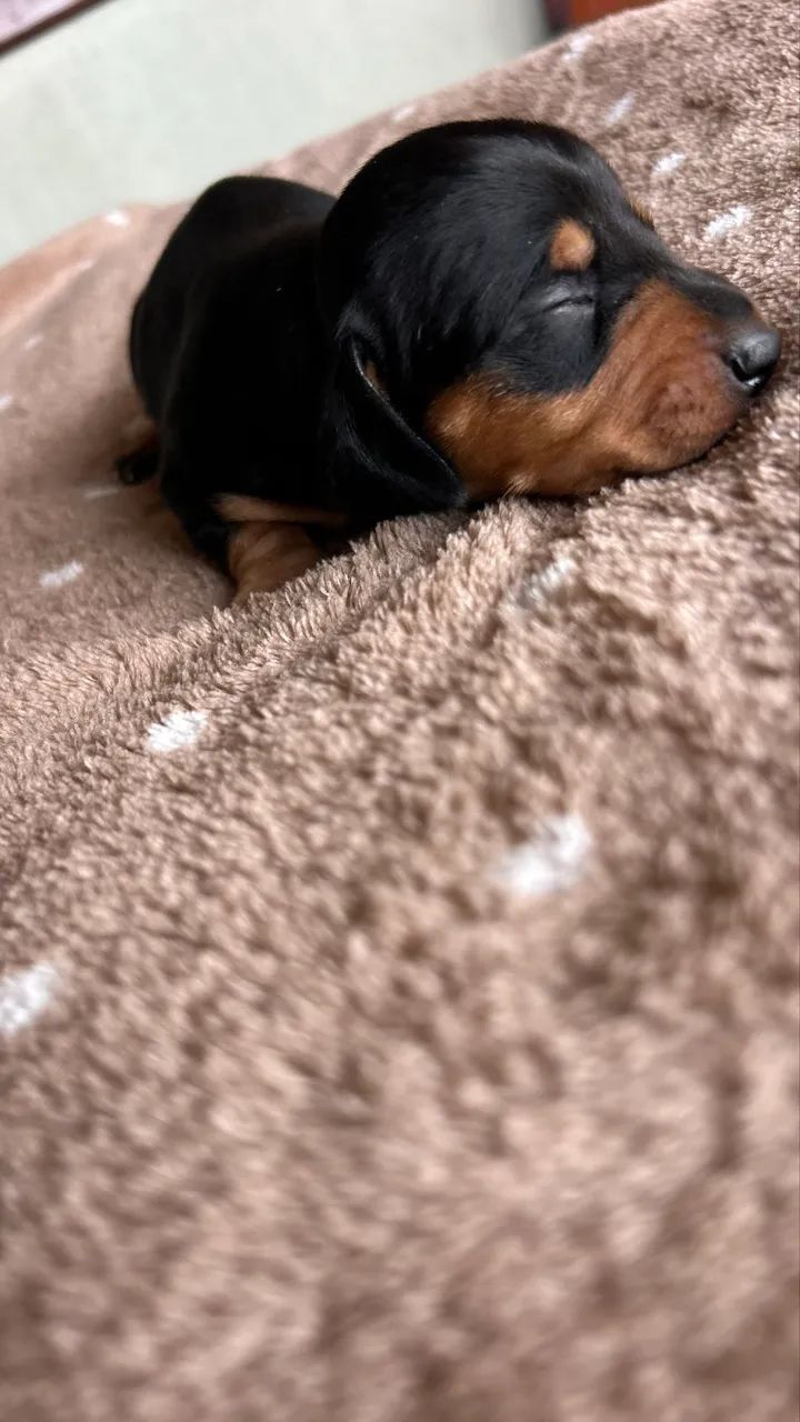 Dachshund, Cofap 