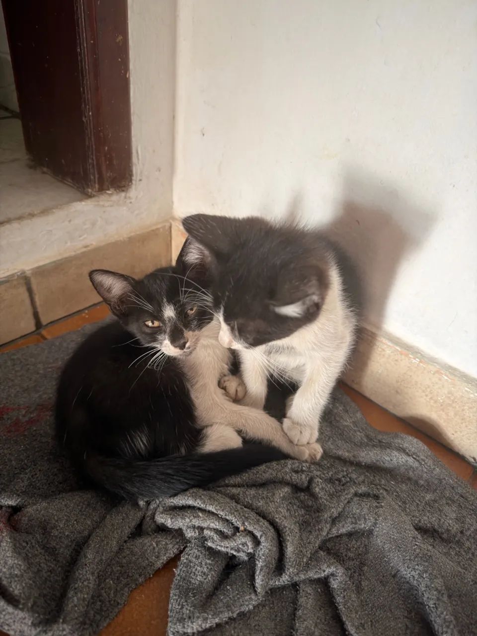 Doação de gatos  - Foto 2