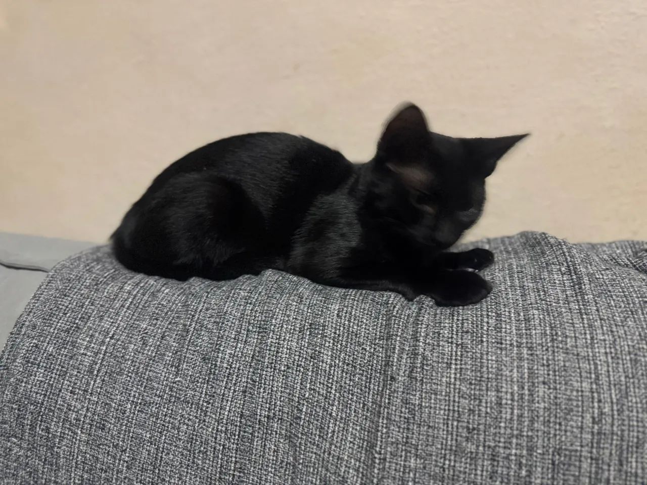 Doação gatinha Filhote  - Foto 2