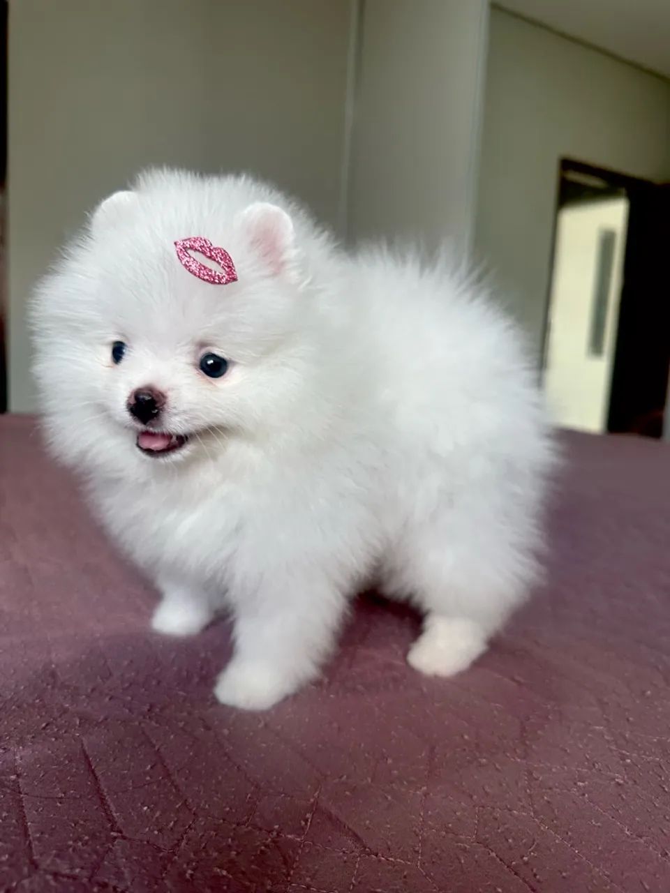 Lulu branca neve 
