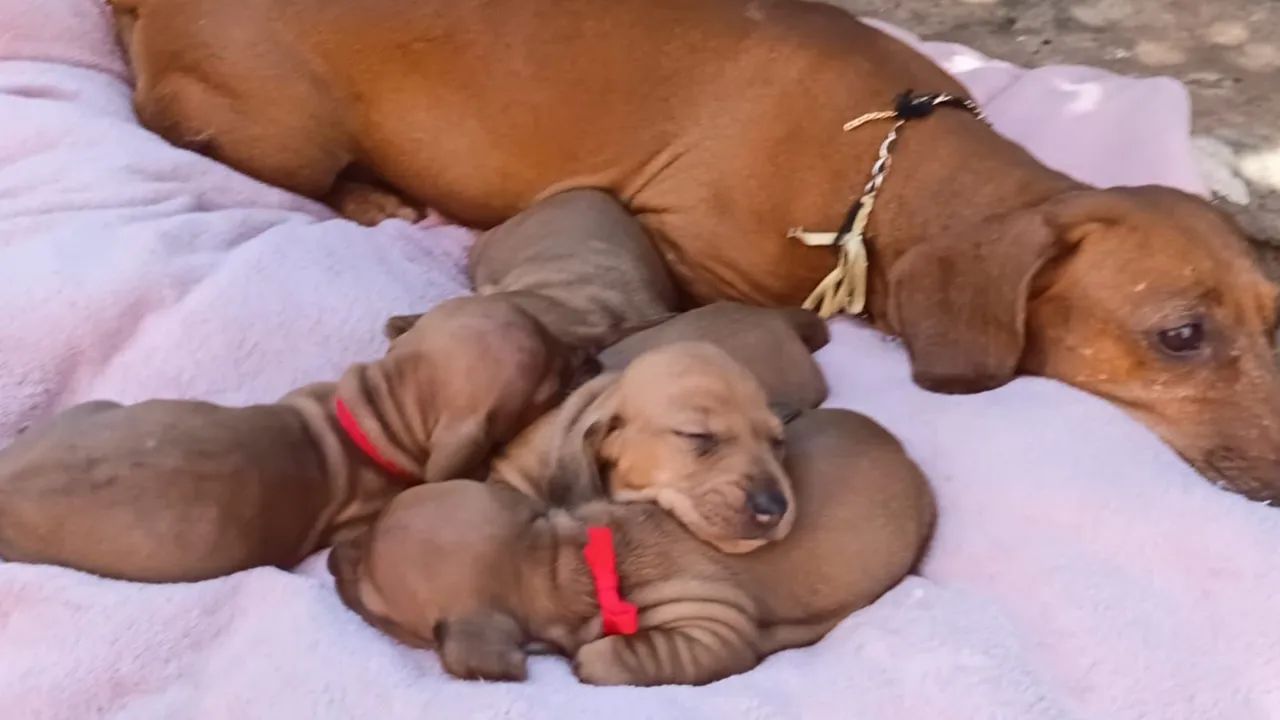 Daschund  - Foto 2