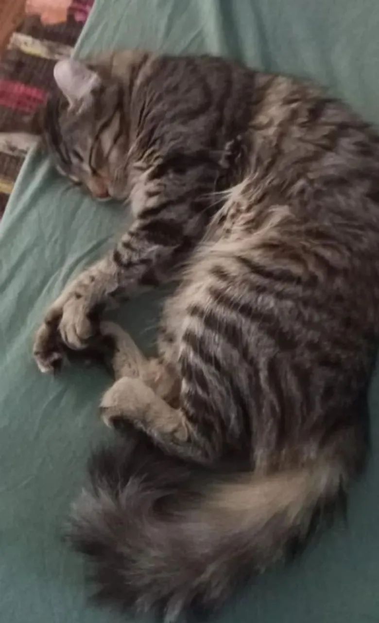 Doação de gata - Foto 4
