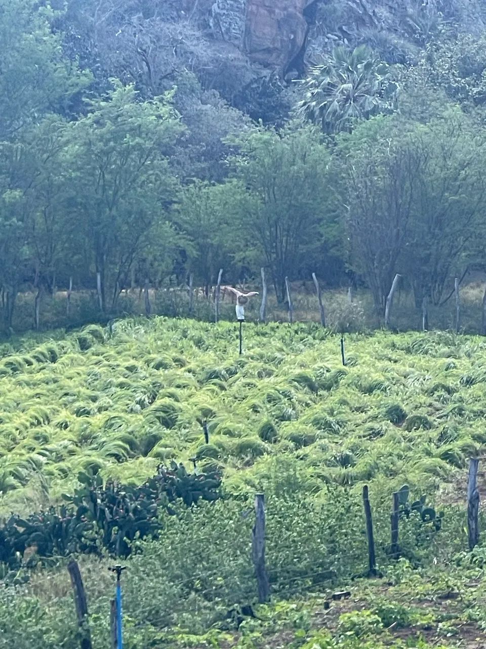 Fazenda em Jeremoabo/Ba