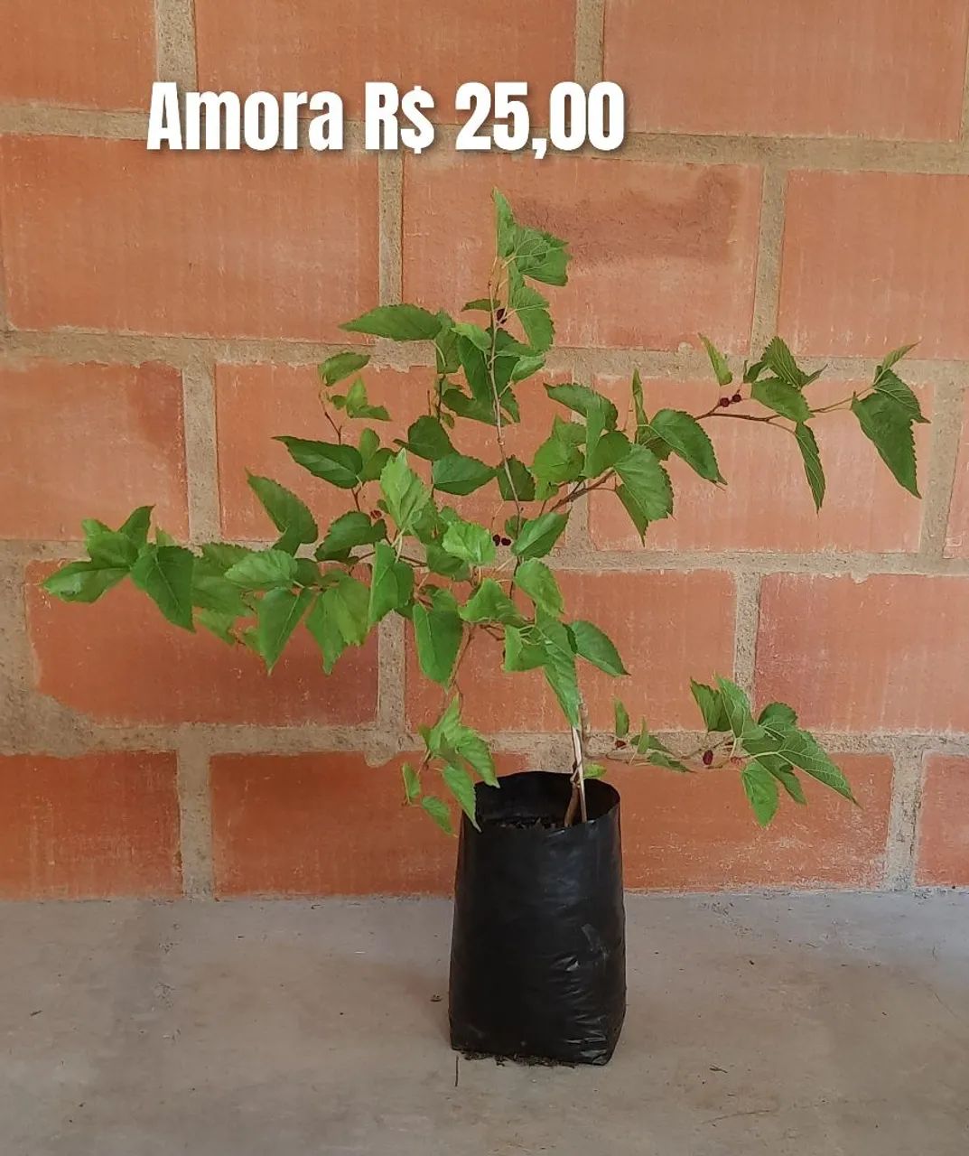 Muda de amora  - Foto 5