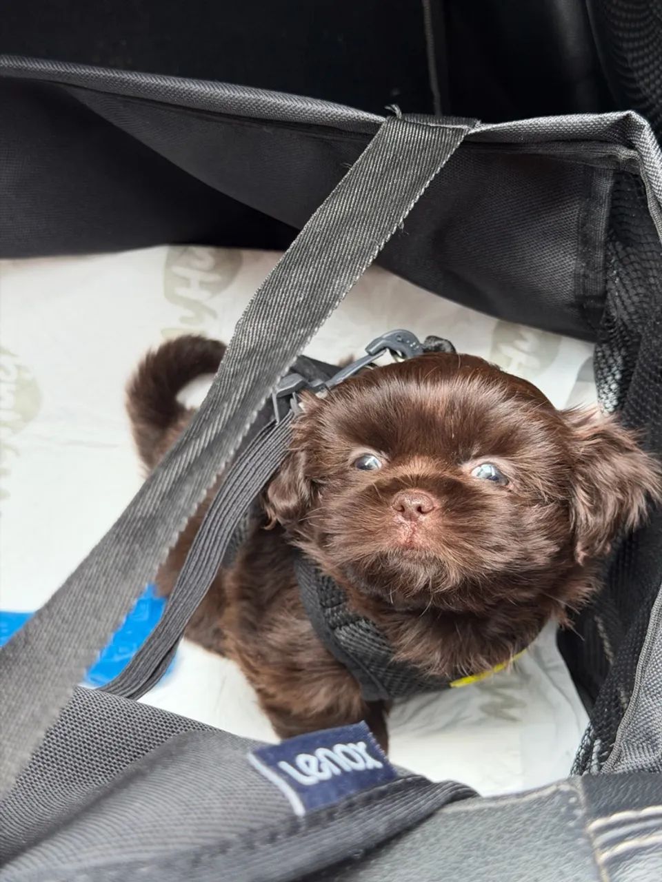Cachorro Shihtzu - Foto 3