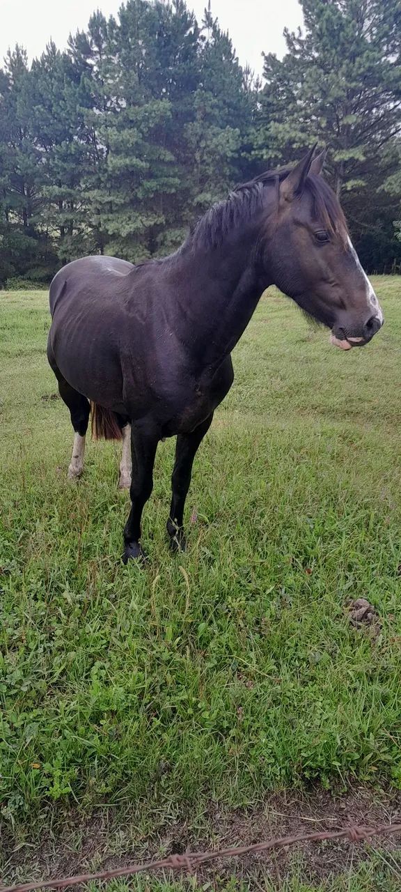 Vendo Cavalo  - Foto 2