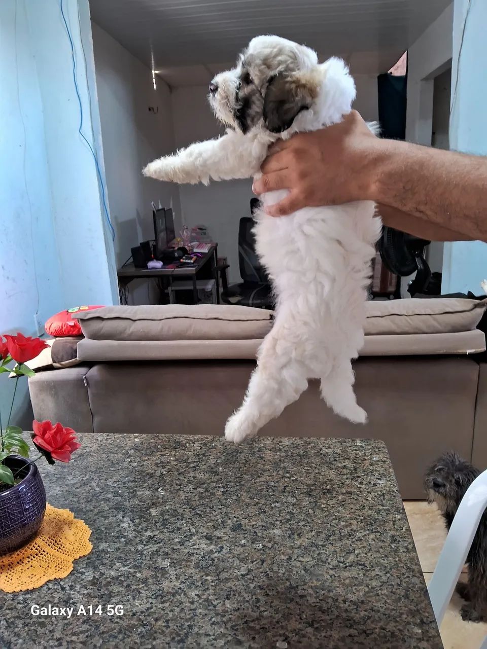 Filhotes de poodle com maltes  - Foto 5