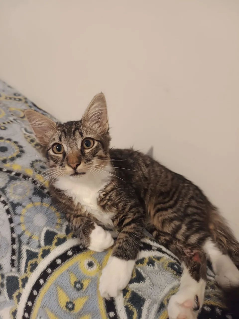 Gatinho Macho de  4 meses para adoção  - Foto 4