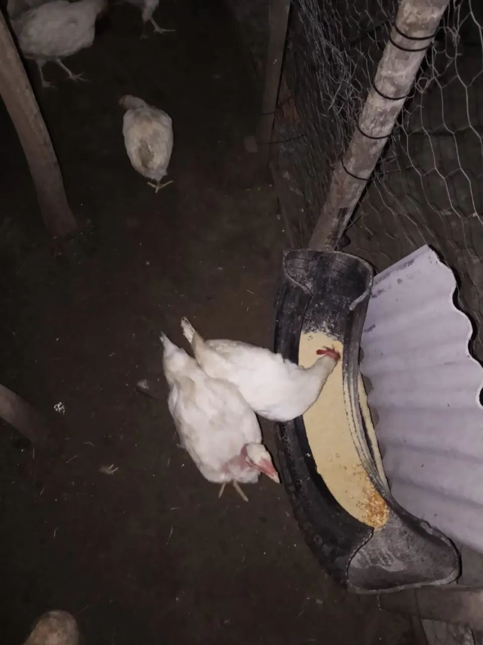 Galinhas poedeira e 1 galo - Foto 4