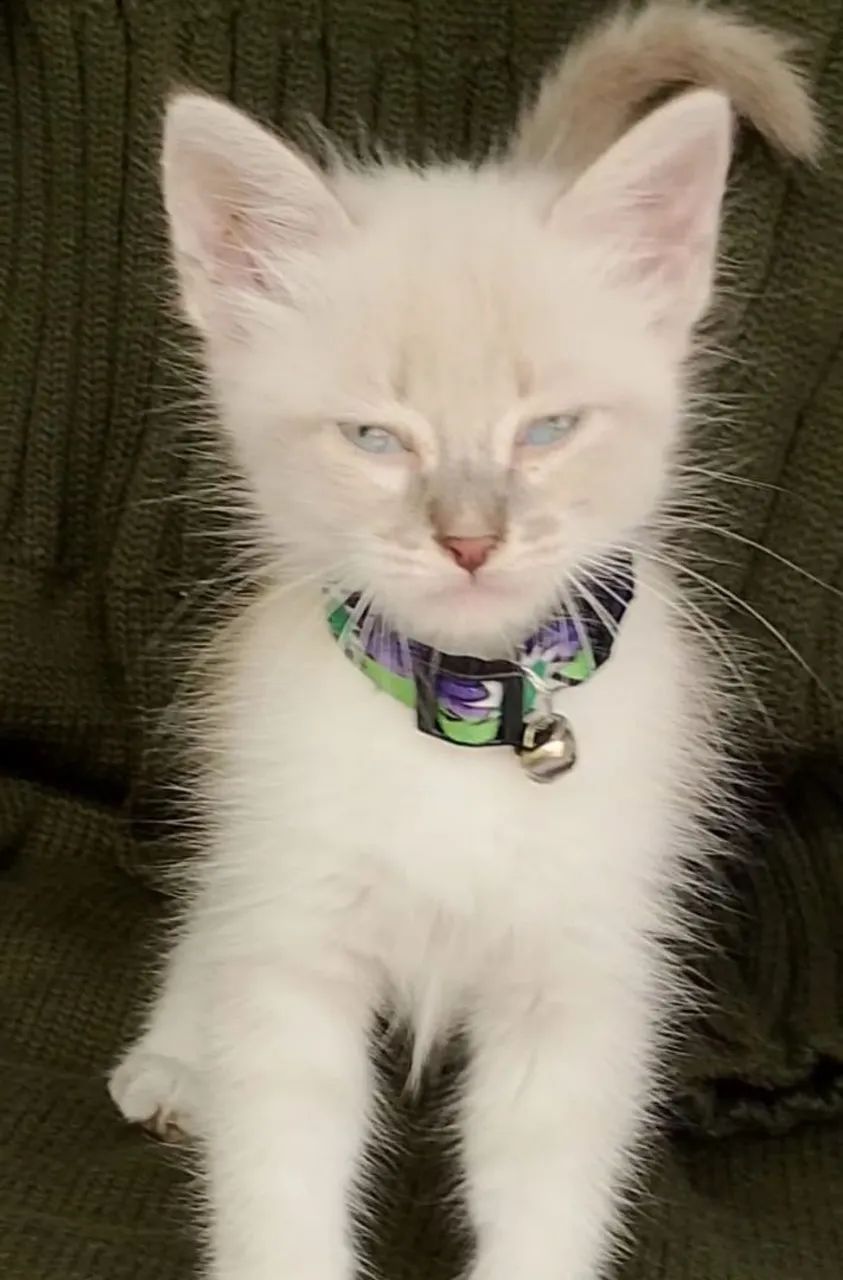 Gato siamês tigrado peludinho com 2 meses  - Foto 3