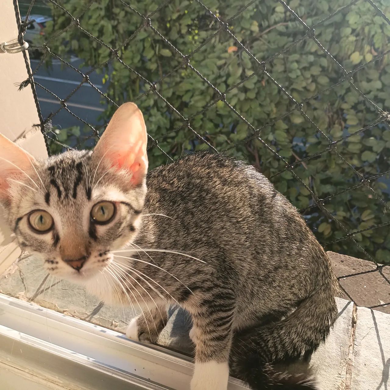 Gato para doação 