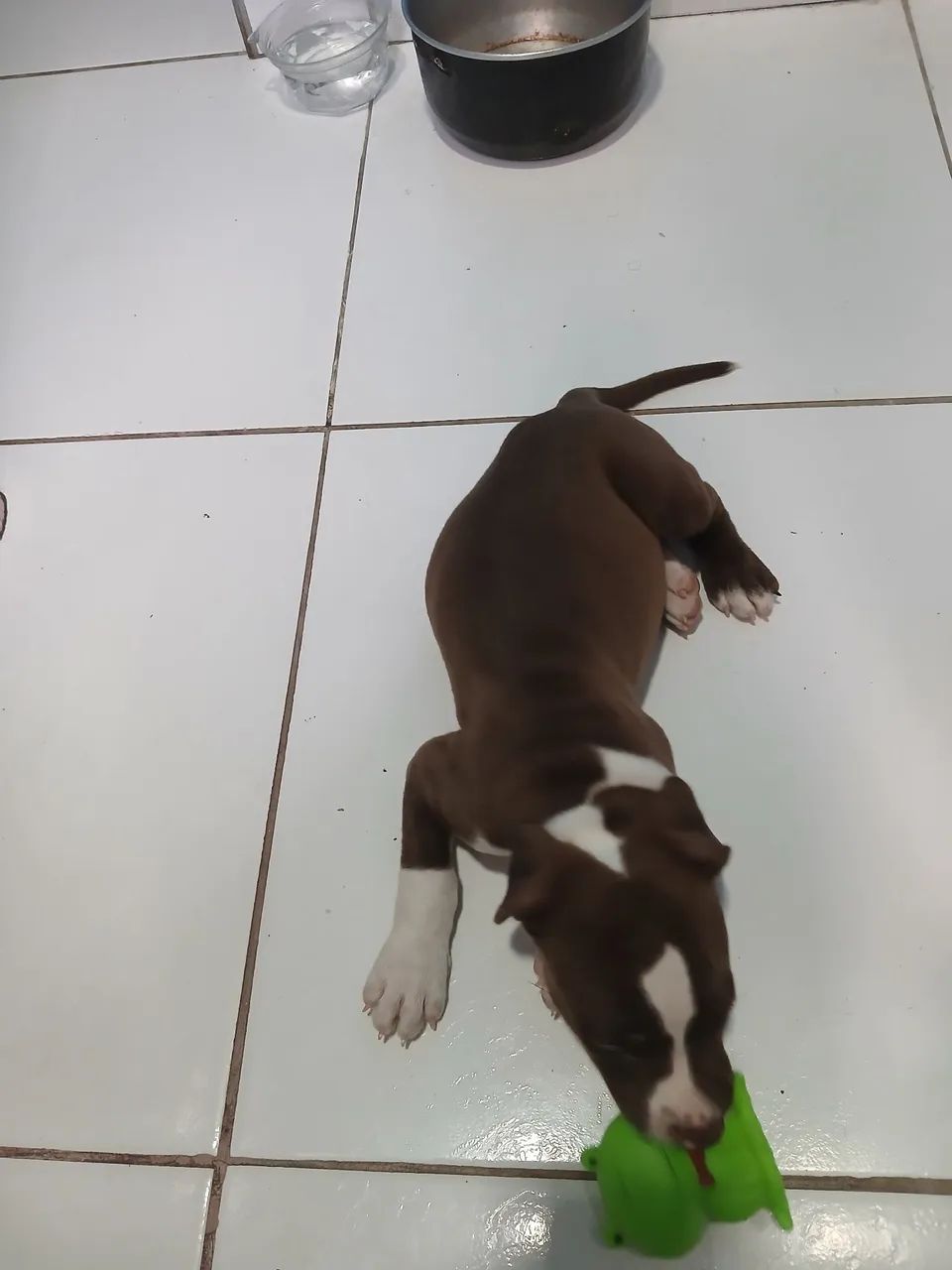 FILHOTE DE PITBULL  - Foto 3