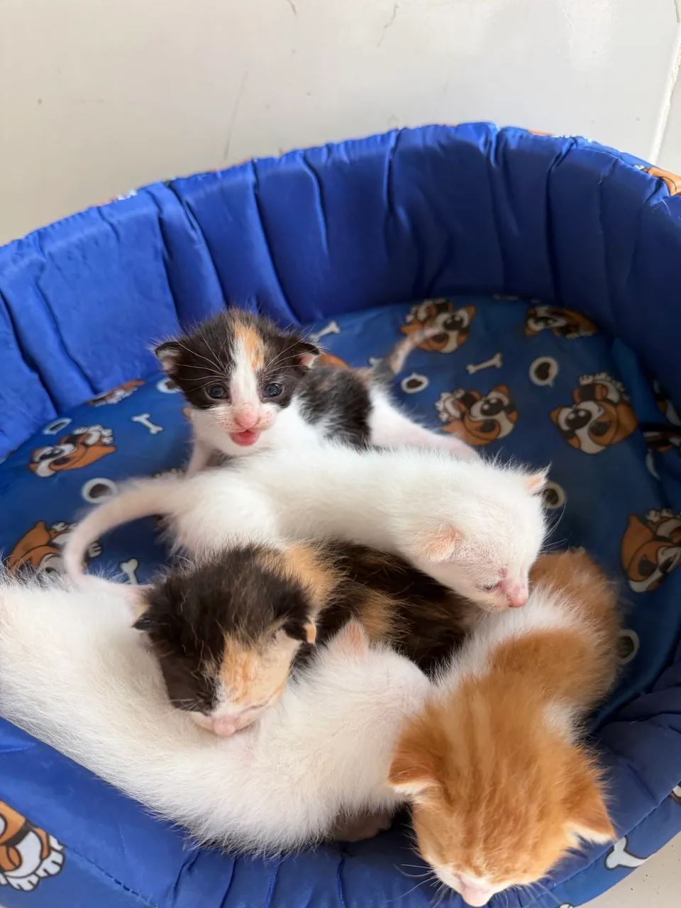 Doa-se gatos - Foto 3