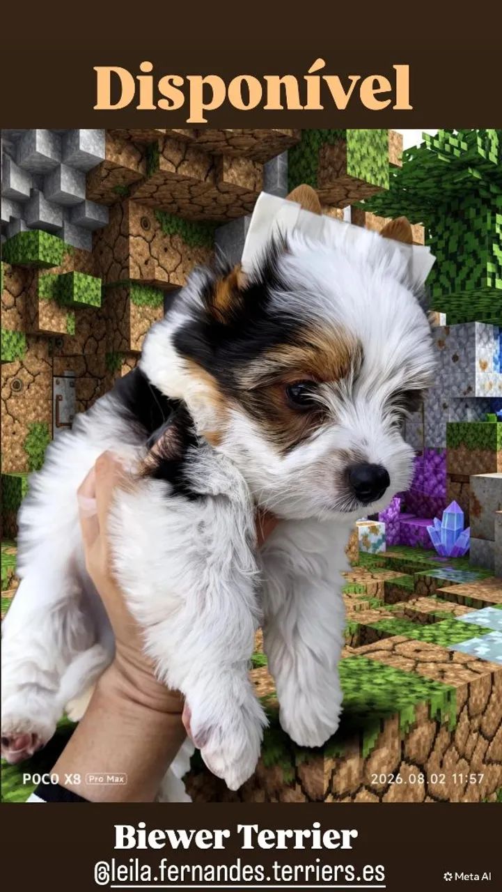 Yorkshire Biewer Terrier Machinho