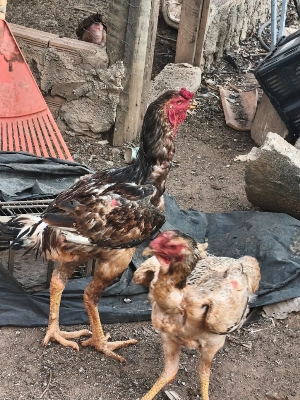 Frango índio gigante crista ervilha 