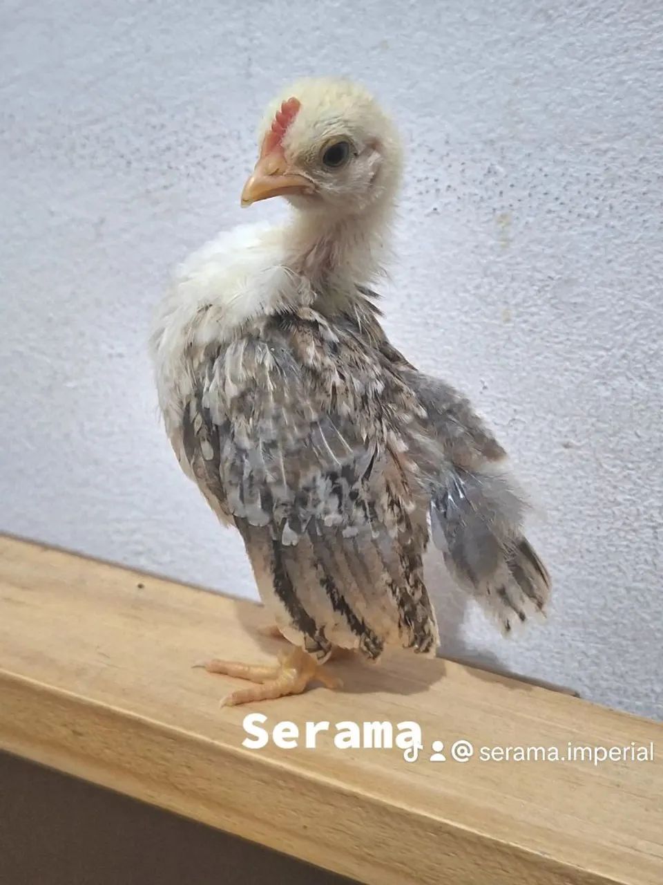 Seramas - Foto 2