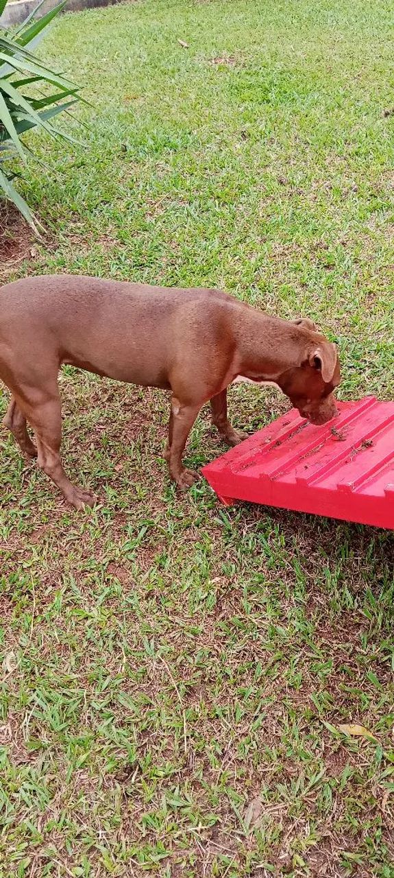 Pit Bull 1 ano castrada mansa  - Foto 4