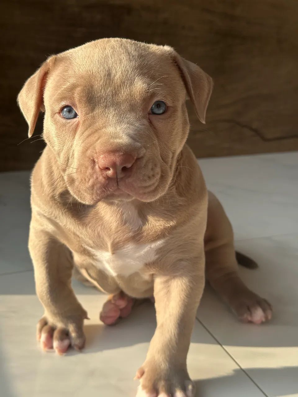 American Bully XL  - Foto 2
