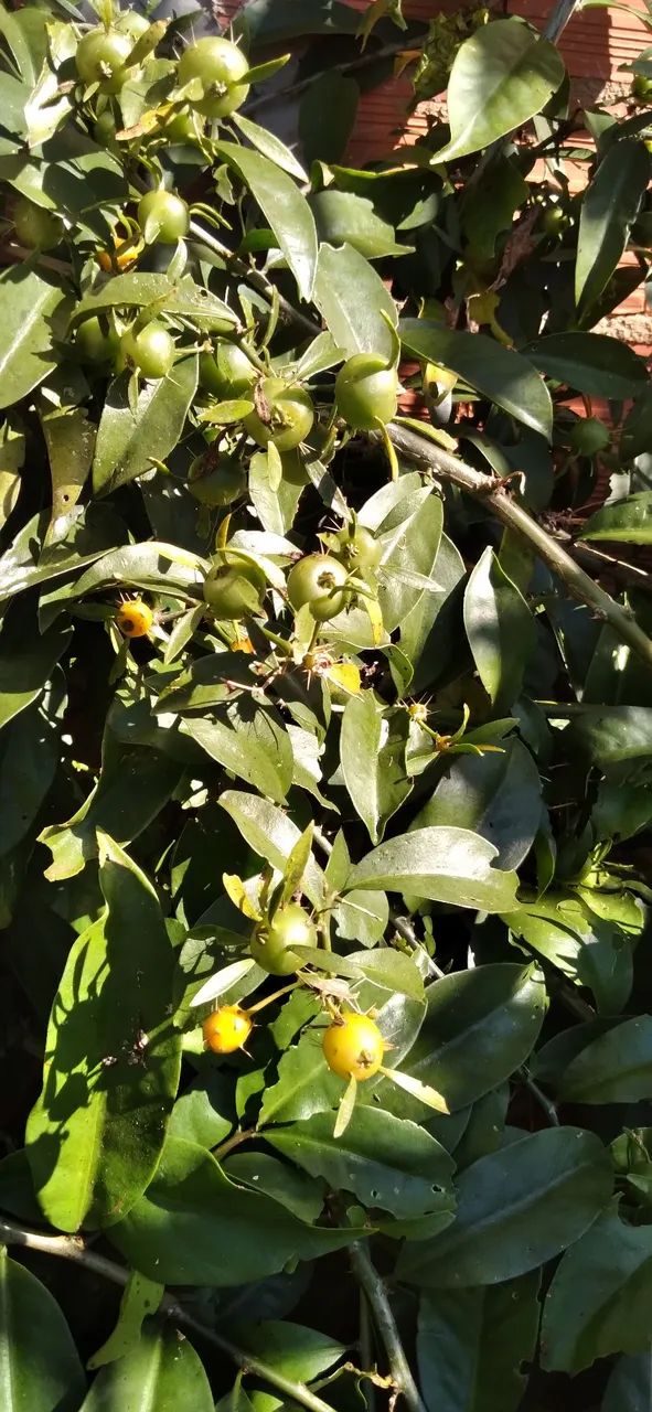 Frutos de Ora-pro-nóbis - Foto 6