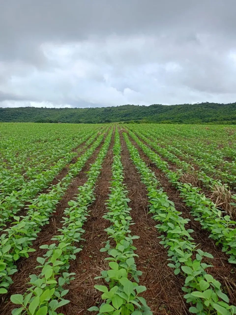 Fazenda Parauna - Foto 4