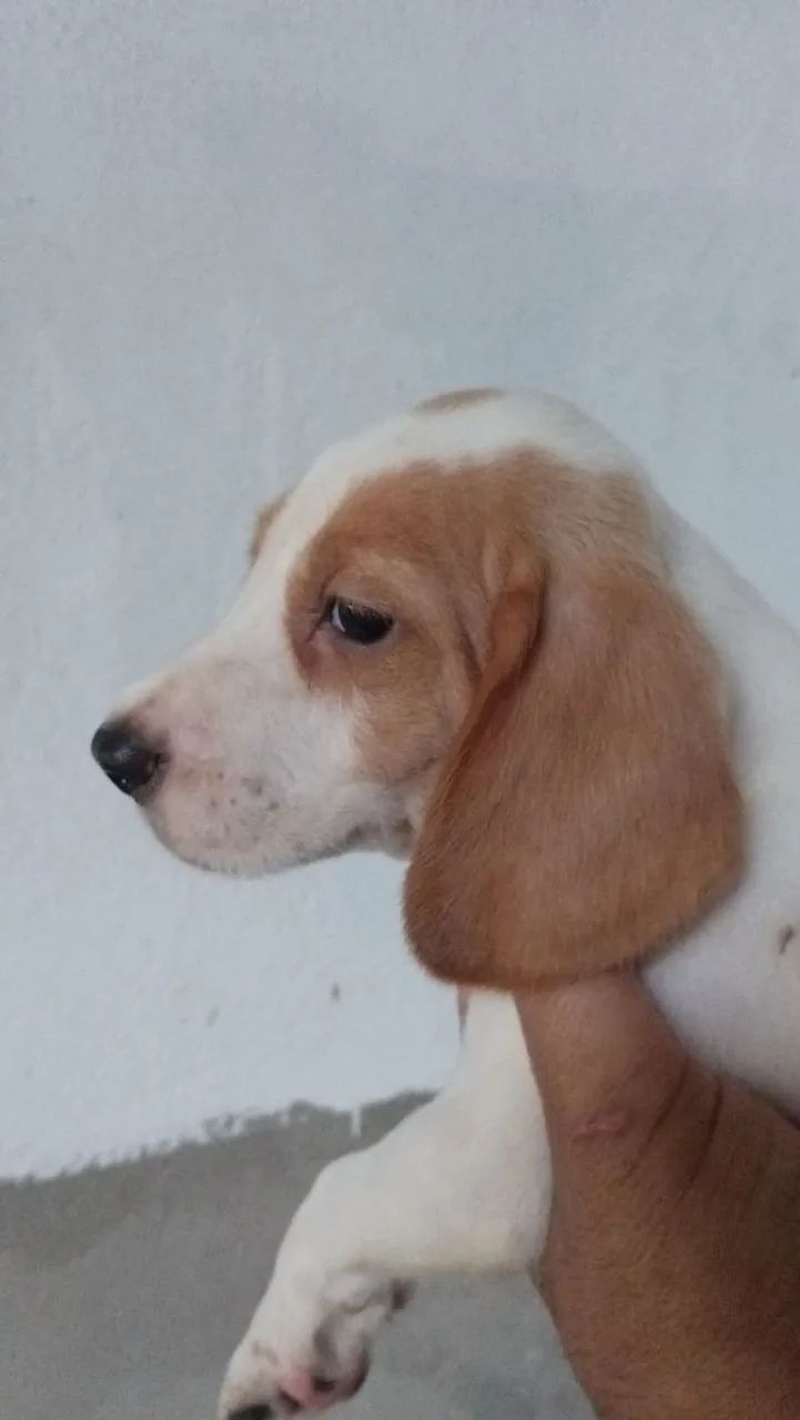 Beaglo  - Foto 2