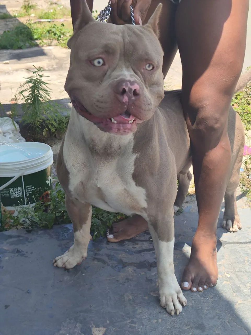 Pitmonster de verdade  - Foto 5