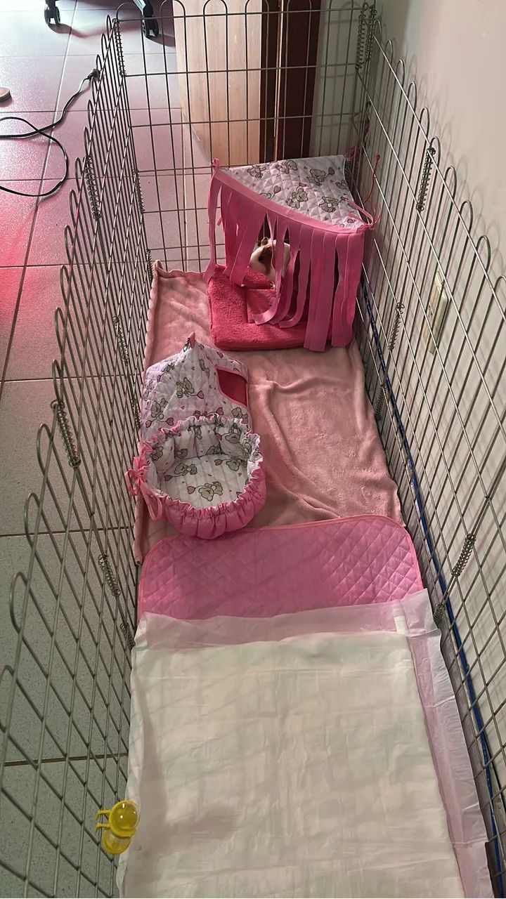 Doa-se porquinho da índia fêmea 5 meses  - Foto 4