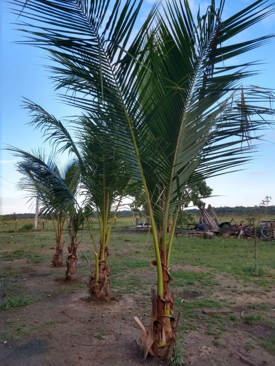 Fazenda a venda  - Foto 5