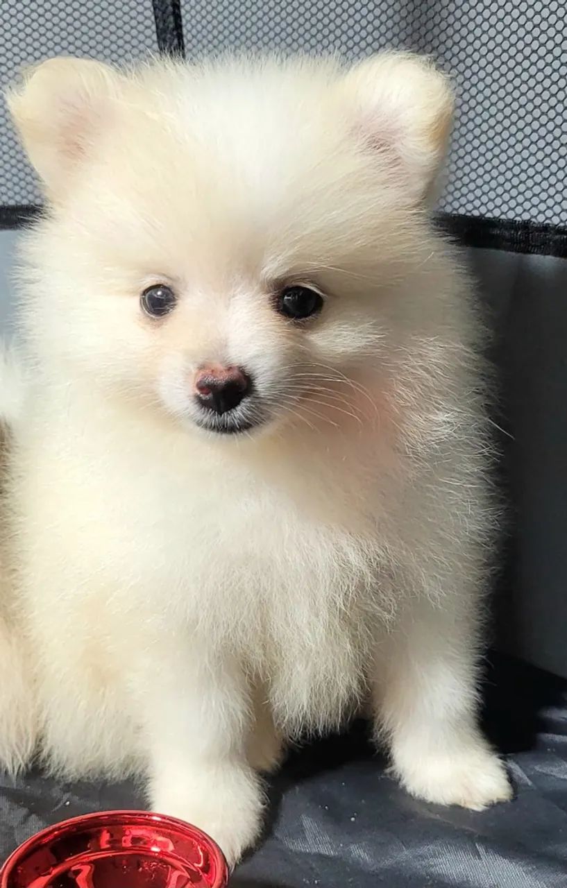 Spitz alemão 