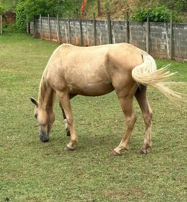 Egua MANGALARGA - MARCHADEIRA - Foto 2