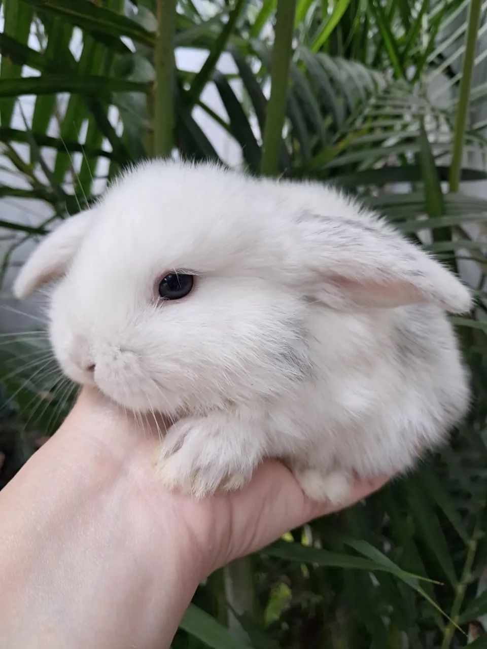 Coelho mini Lop uruguaio